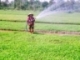 Quản lý tổng hợp dịch hại lúa ở vùng đồng bằng sông Cửu Long hiệu quả và bền vững